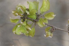 Holoptelea integrifolia